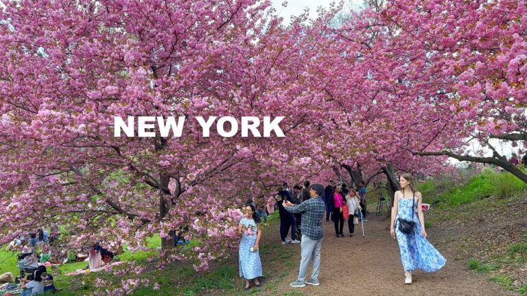 New York City 2024 Spring Walk Central Park Bridle Path Cherry Blossoms 4K NYC Walk