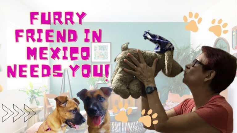 Helping Dogs in Need: Adopt, Volunteer, and Support Our Homeless Shelter in Mexico 🐶❤️